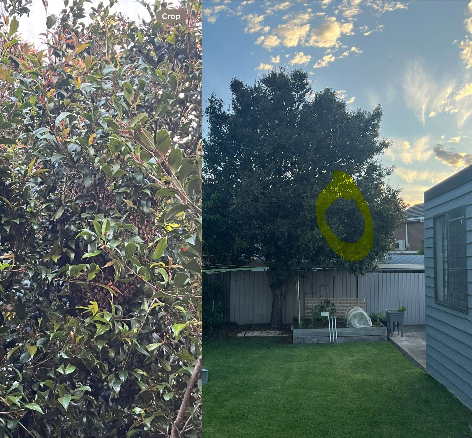 Swarm photo
